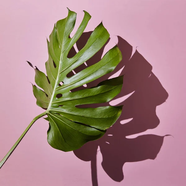 Folha de monstera verde — Fotografia de Stock
