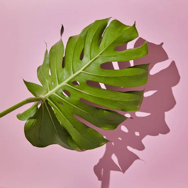 Листя зеленого Монстера — стокове фото