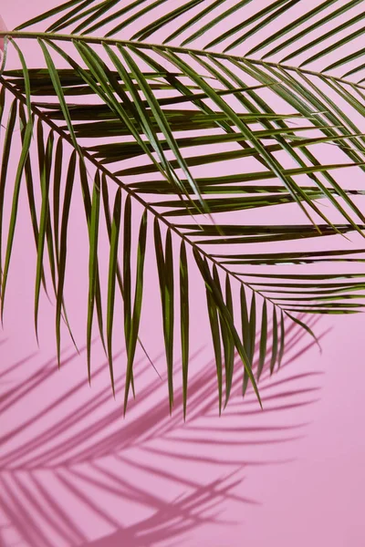 Sammansättning med palmblad — Stockfoto