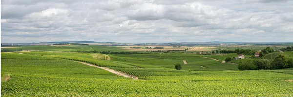 Vinhedo em Montagne de Reims — Fotografia de Stock