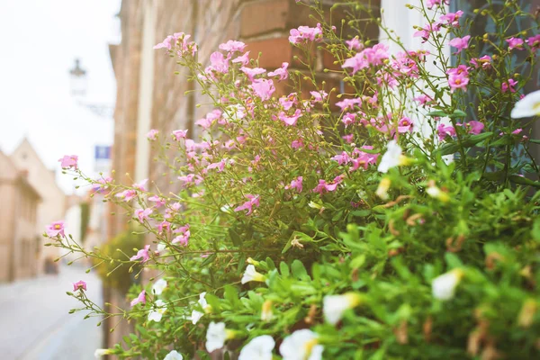 Mooie bloemen op balkon — Stockfoto