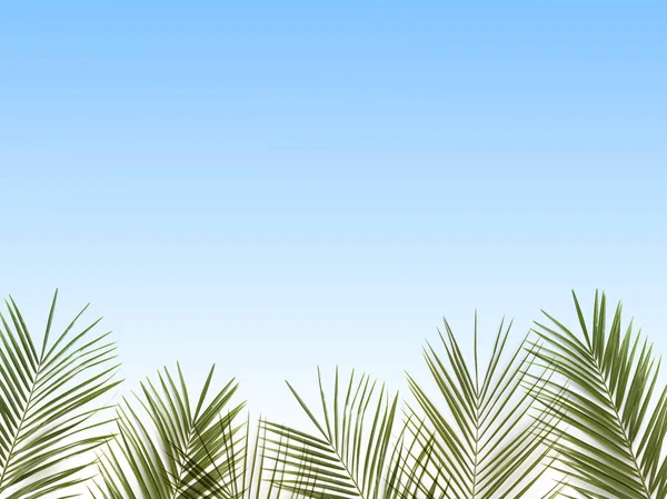 Palmblätter auf blau — Stockfoto