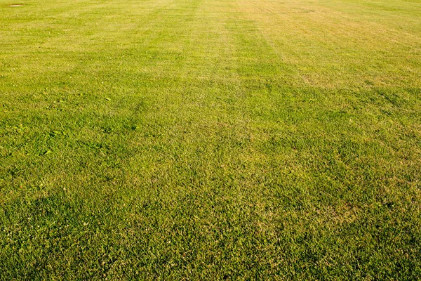 Grün gemähtes Gras — Stockfoto