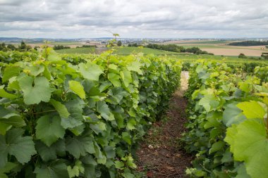 vineyard in Montagne de Reims