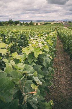 vineyard in Montagne de Reims