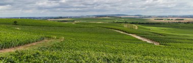 vineyard in Montagne de Reims