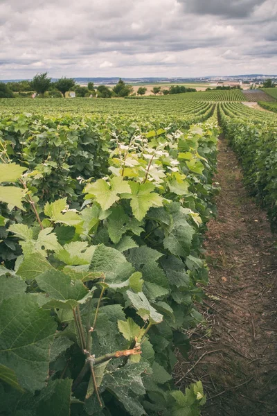 Vineyard in Montagne de Reims — ストック写真