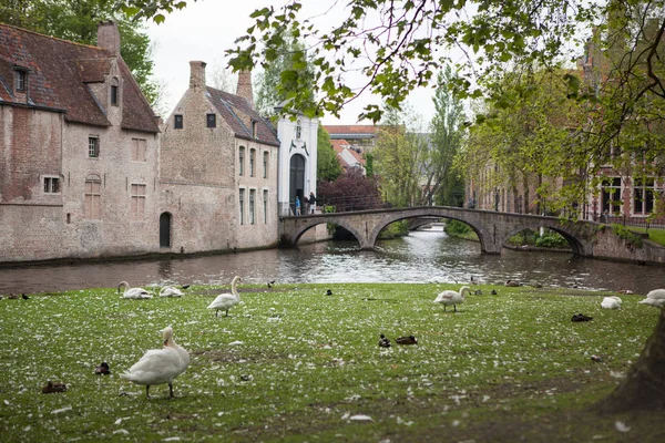 Cisnes perto de lagoa em Bruges — Fotografia de Stock