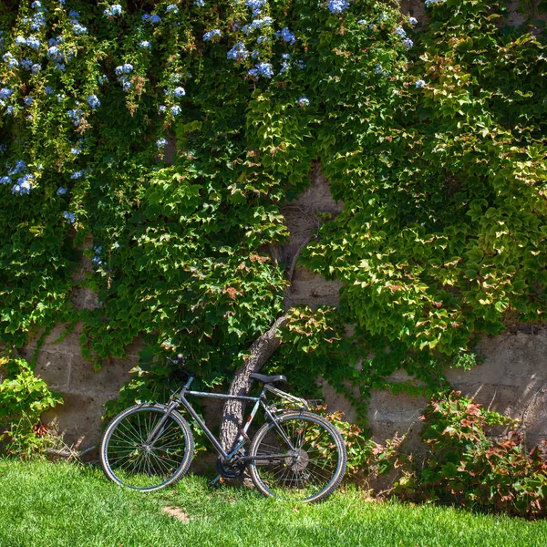 Vélo près de plantes vertes — Photo