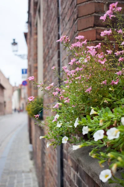 Beautiful flowers on balcony — Stock Photo, Image