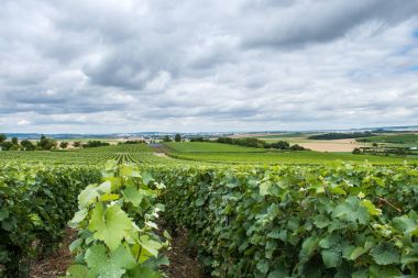 vineyard in Montagne de Reims