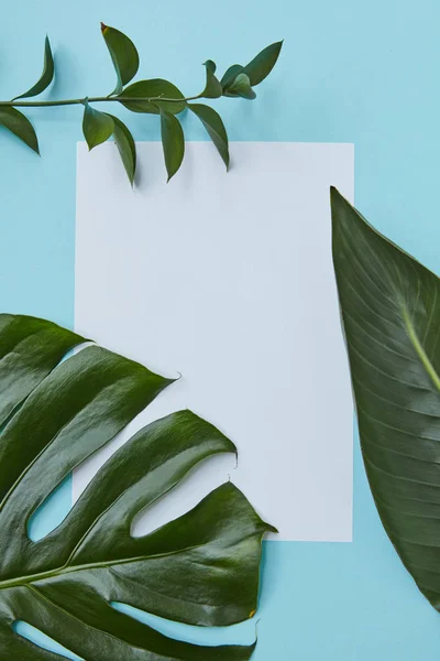 Folhas verdes e papel em branco — Fotografia de Stock