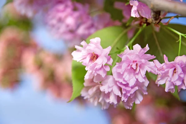 Bloesem van roze sakura — Stockfoto