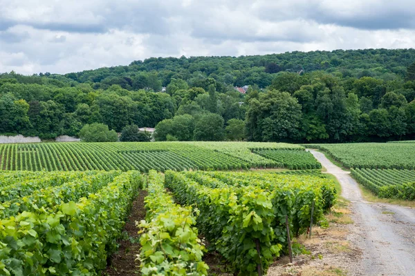 Vineyard in Montagne de Reims — ストック写真