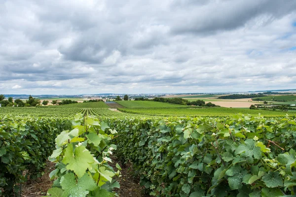vineyard in Montagne de Reims