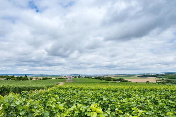 Виноградник в Монтань-де-Реймс — стоковое фото
