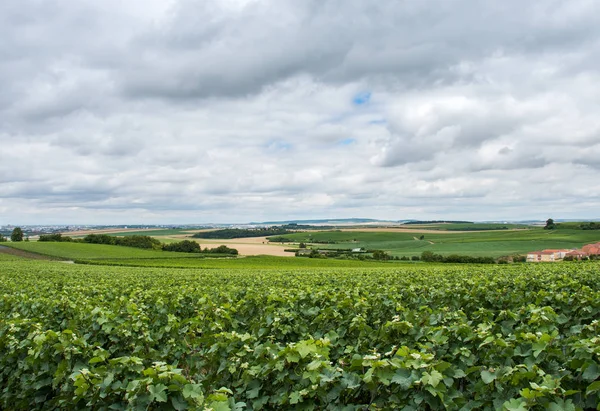 Vineyard in Montagne de Reims — стокове фото