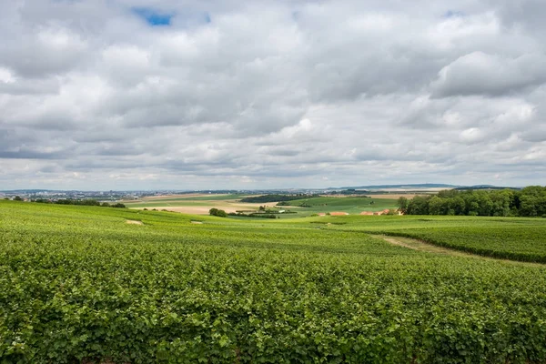 Vineyard in Montagne de Reims — стокове фото