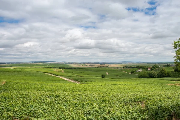 Vineyard in Montagne de Reims — стокове фото