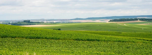 Vineyard in Montagne de Reims — Stock Photo, Image
