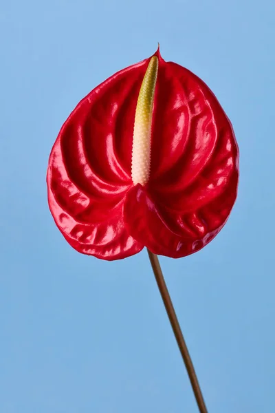 Червона квітка антуриума — стокове фото