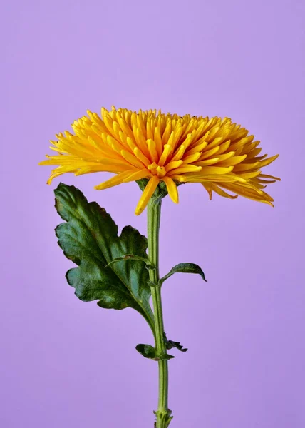 Fiore giallo di Crisantemo — Foto Stock