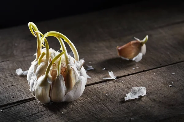 Garlic with young sprouts — Stock Photo, Image