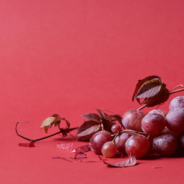 Uvas rojas con hojas —  Fotos de Stock