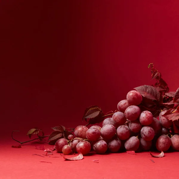 Vörös szőlő levelek — Stock Fotó