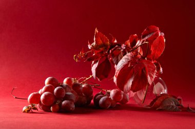 kırmızı üzüm yaprakları ile