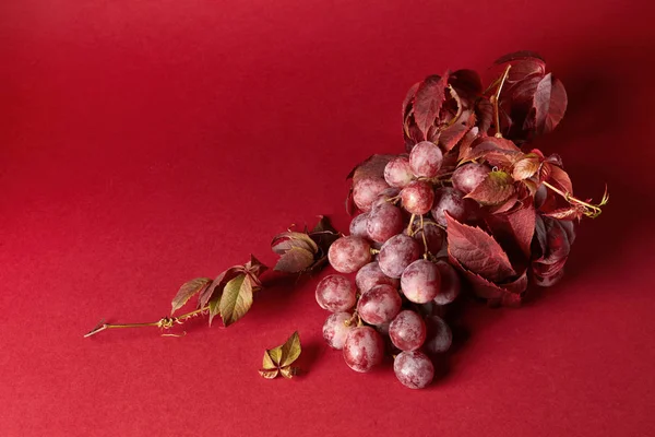 Uvas vermelhas com folhas — Fotografia de Stock