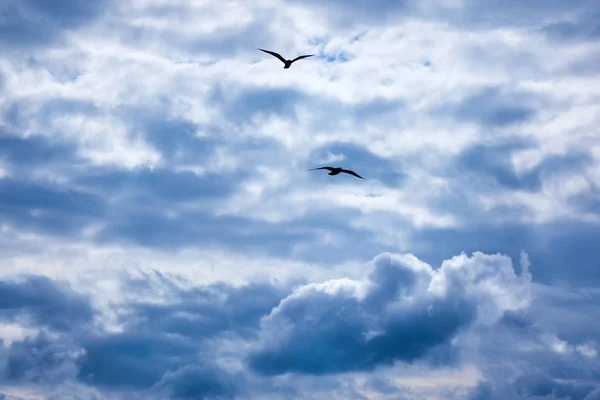 Två Fiskmåsar Flyger Dramatiska Molnig Himmel — Stockfoto