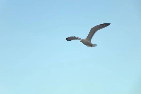Gabbiano Che Vola Nel Cielo Azzurro — Foto Stock