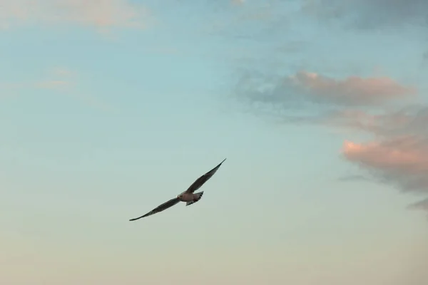 Gabbiano Che Vola Nel Cielo Blu Tramonto — Foto Stock