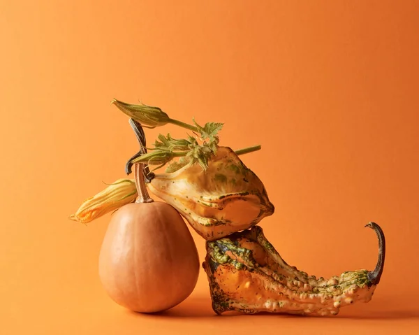 Mooie Herfst Compositie Van Verschillende Pumpkins Oranje Achtergrond — Stockfoto