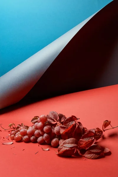 Raisins rouges avec feuilles — Photo