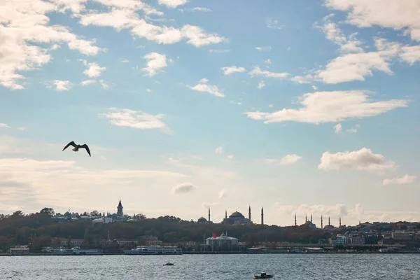 Панорамный Вид Красивый Городской Пейзаж Летающую Чайку Стамбул Турция — стоковое фото