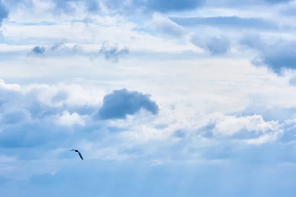 Racek Létání Dramatické Zatažené Obloze — Stock fotografie