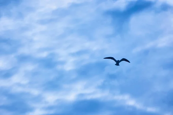 Gabbiano Che Vola Cielo Nuvoloso Drammatico — Foto Stock