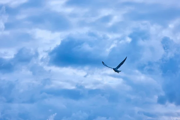 Gabbiano Che Vola Cielo Nuvoloso Drammatico — Foto Stock