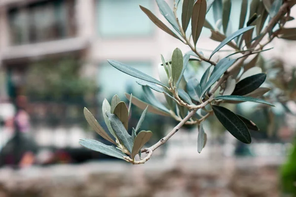 Zieloną Gałązkę Drzewa Oliwnego Zbliżenie — Zdjęcie stockowe