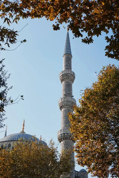 Árboles Que Crecen Parque Sultanahmet Mezquita Azul Fondo Estambul Turquía — Foto de Stock