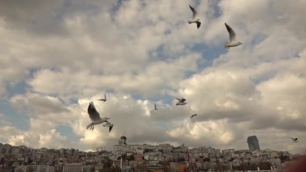 Meeuwen Vliegen Binnenwateren Van Bosporus Istanbul Turkije Video Slow Motion — Stockvideo