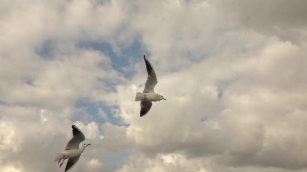 スロー モーション ビデオ トルコ イスタンブールのボスポラス海峡水路上空を飛ぶカモメ — ストック動画