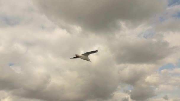 Gaviota Volando Agaisnt Cielo Nublado Vídeo Cámara Lenta — Vídeos de Stock