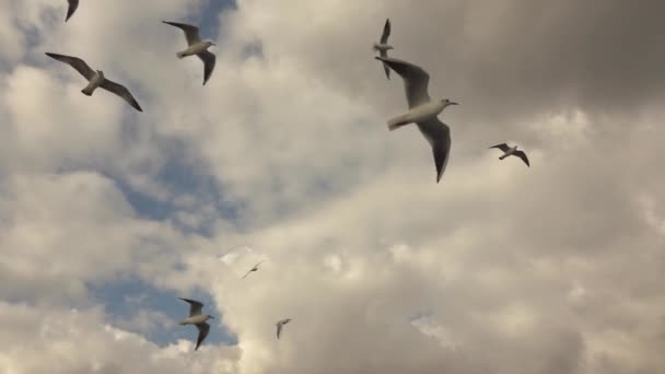 Seagulls Latania Agaisnt Pochmurnego Nieba Video Zwolnionym Tempie — Wideo stockowe