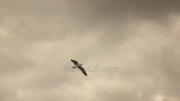 Seagull Flying Agaisnt Bewolkte Hemel Video Slow Motion — Stockvideo