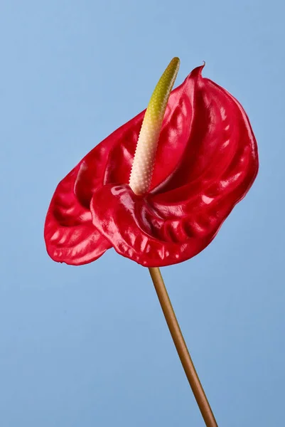 アンスリウムの赤い花 — ストック写真