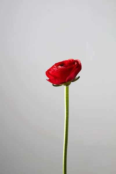 Close Van Rode Mooie Ranunculus Bloem Grijze Achtergrond Valentijnsdag Moederdag — Stockfoto