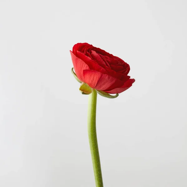 Primer Plano Rojo Hermosa Flor Ranúnculo Sobre Fondo Claro Día —  Fotos de Stock